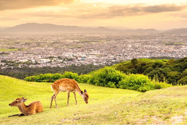 奈良公園の風景